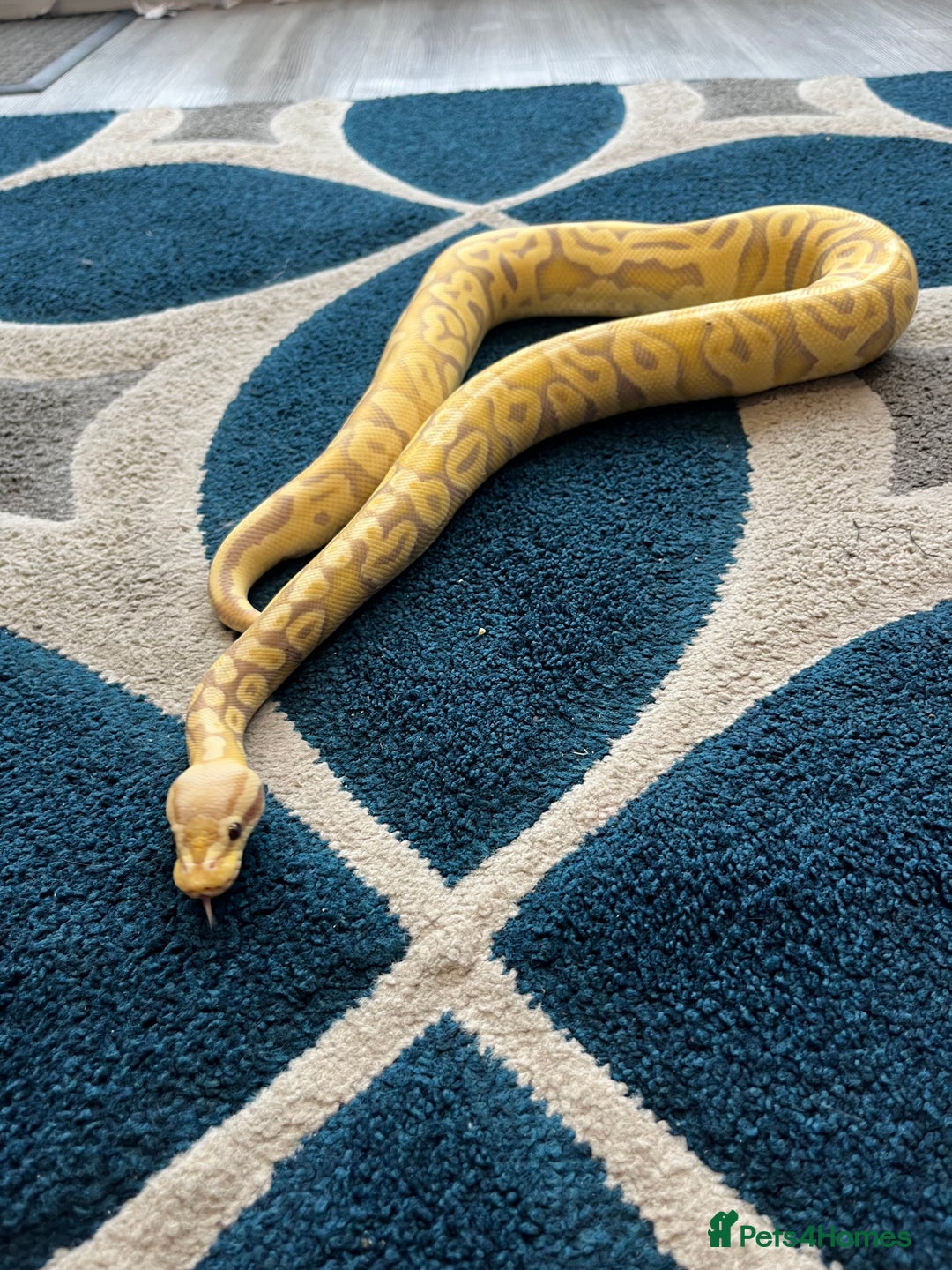 Python Snake reptiles for sale: Ball python  - Image 2