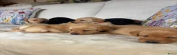 Labrador Retriever dogs for sale: DNA tested KC reg Labrador puppies - Advert 14
