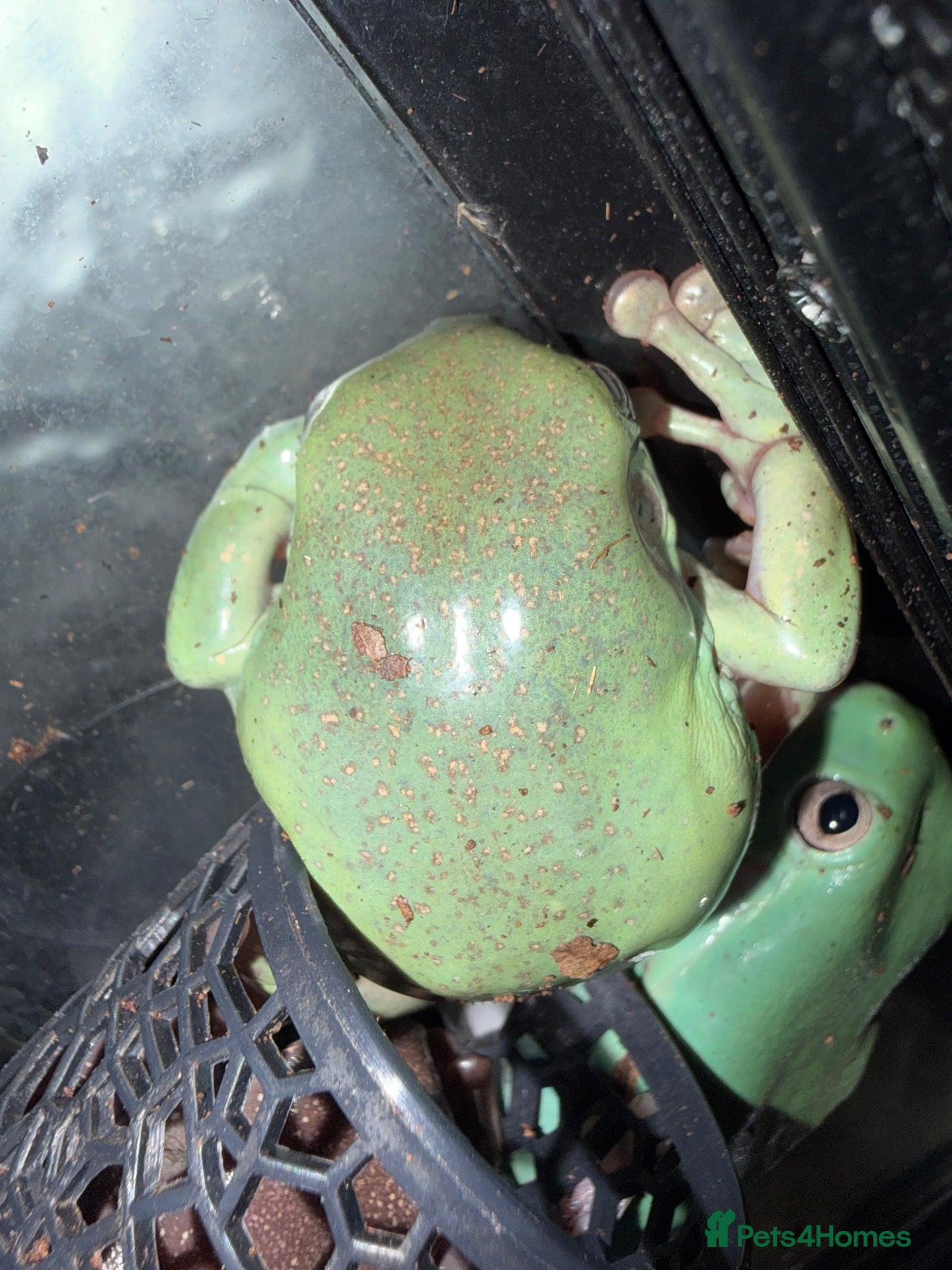 Frog reptiles for sale: 5 Whites Tree Frogs and full enclosure for sale - Advert 19