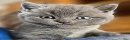 British Shorthair cats for sale: Pedigree BSH short hair kittens for sale - Advert 4