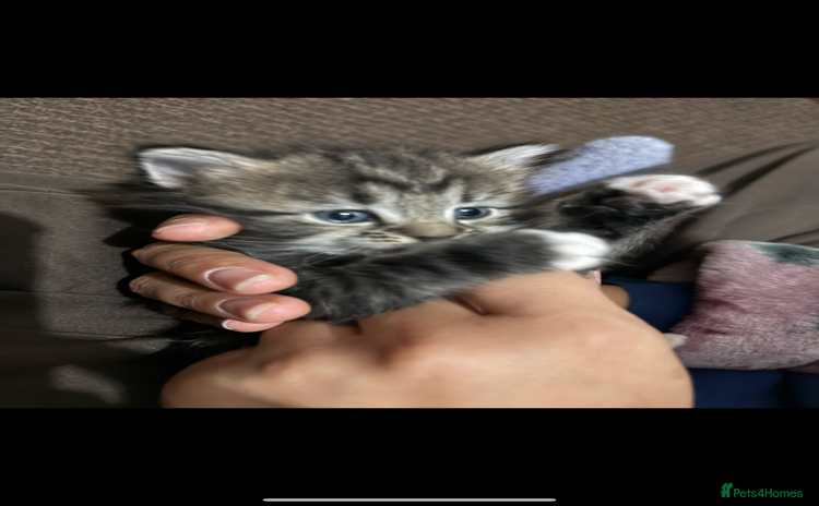 Ragdoll cats - Advert 15