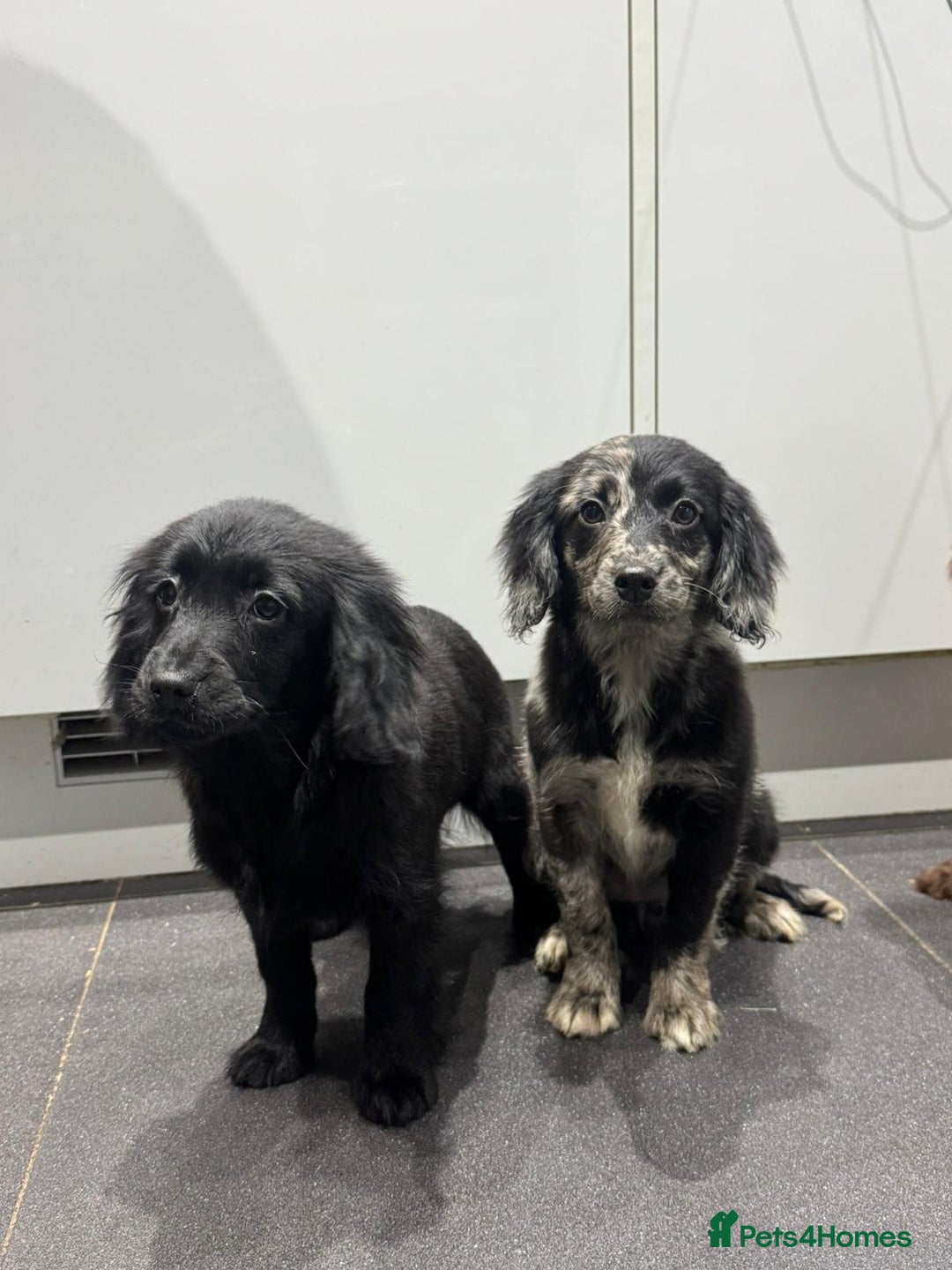 Cockapoo dogs for sale: Silver merle cockapoo puppies  - Advert 9