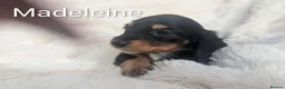 Miniature Dachshund dogs for sale: READY THIS WEEKEND 🏆Russian Champion lines  - Advert 29