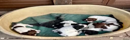 English Springer Spaniel dogs for sale: FTCh Sired ESS Puppies For Sale in Axbridge - Advert 8