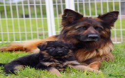 German Shepherd dogs for sale: 🐾🖤 Top-Quality Purebred German Shepherd Puppies - Image 5