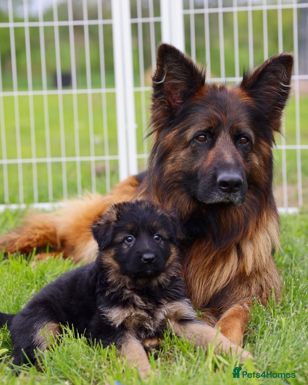 German Shepherd dogs for sale: 🐾🖤 Top-Quality Purebred German Shepherd Puppies - Image 5