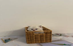 British Longhair cats for sale: TOP QUALITY BRITISH LONG HAIR KITTEN BOY  - Image 2