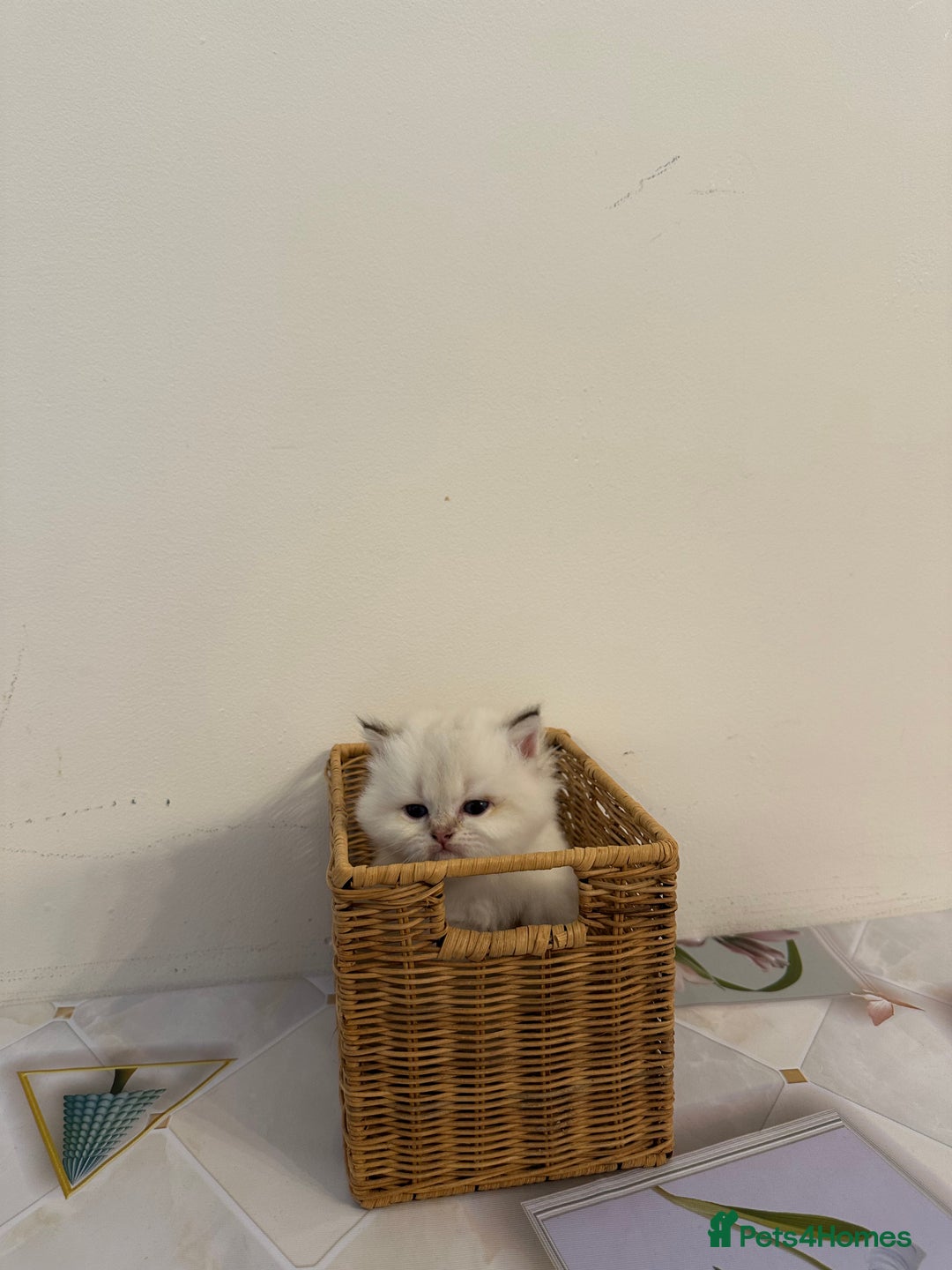 British Longhair cats for sale: TOP QUALITY BRITISH LONG HAIR KITTEN BOY  - Image 2
