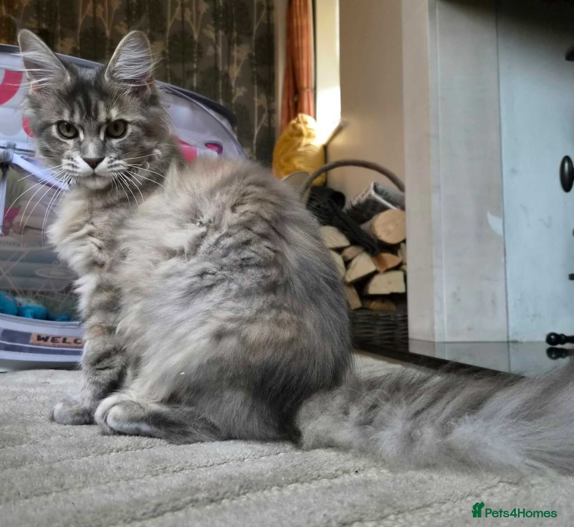Maine Coon cats XXL BLUE TABBY MAINE COON RUSSIAN LINE FEMALE 🐈‍⬛ - Advert 1