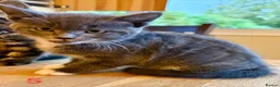 Mixed Breed cats for sale: Tabby kittens - Advert 14