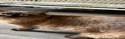 Mixed Breed cats for sale: Rag doll x mancoon - Advert 2