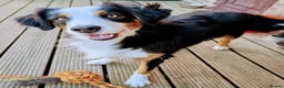 Mixed Breed dogs for sale: Beautiful Bordernese  - Advert 1
