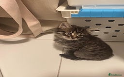 Mixed Breed cats for sale: Kittens ready for a new home  - Image 2