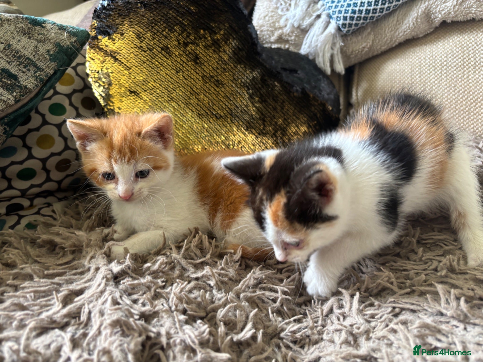 Mixed Breed cats 2 gorgeous kittens!! - Advert 15