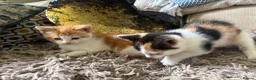 Mixed Breed cats for sale: 2 gorgeous kittens!! - Advert 1