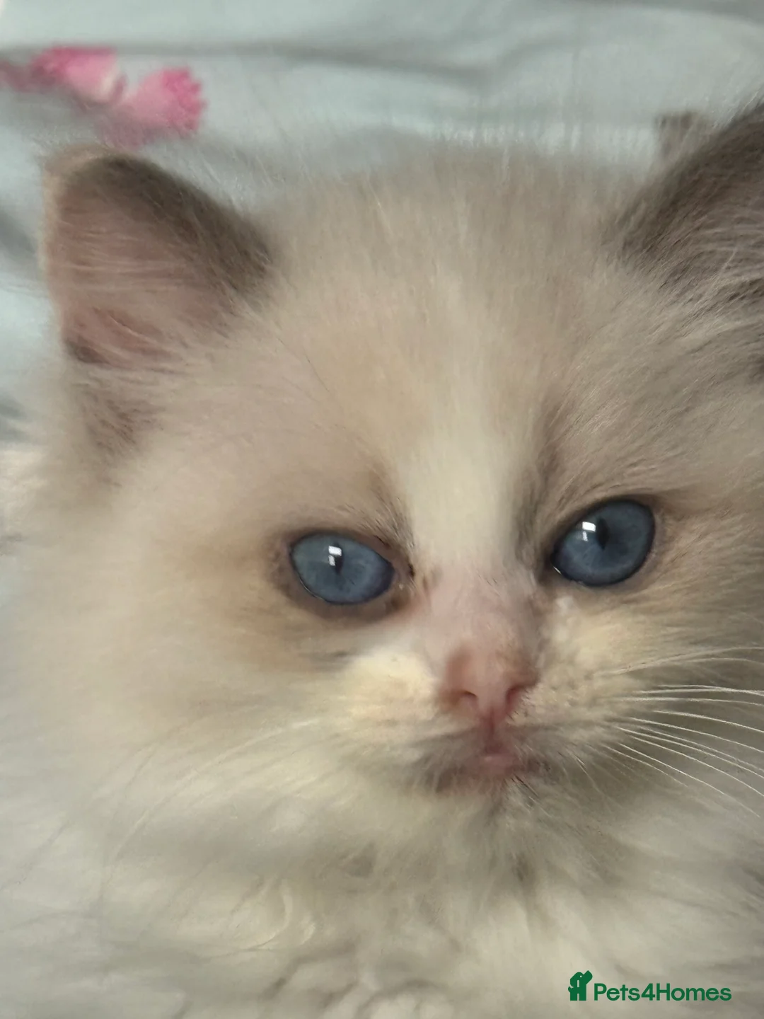 Ragdoll cats for sale: Ready Now  GCCF/TICA Purebred Reg Ragdoll Kittens - Advert 26
