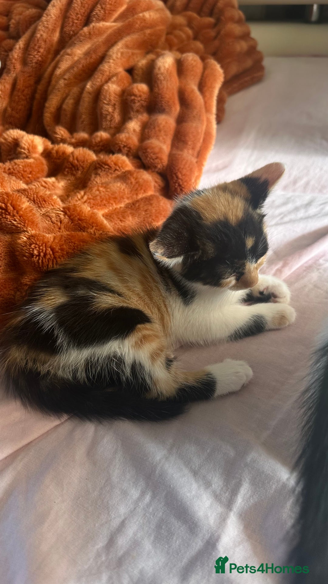Mixed Breed cats for sale: 5 mixed breed kittens for sale - Image 6