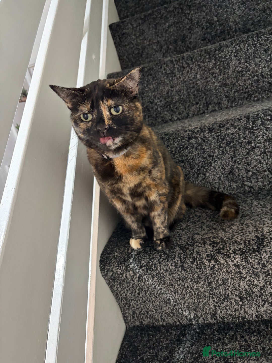 British Shorthair cats for sale: Female adult cat  - Advert 2