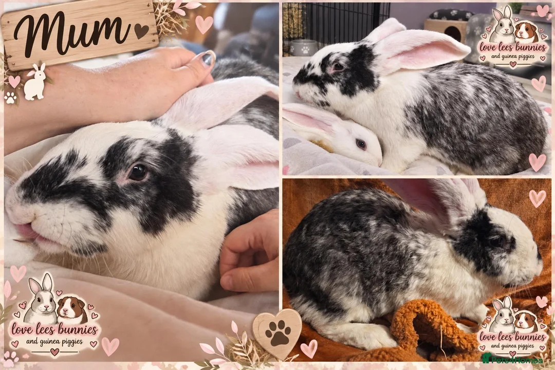 Giant Papillon rabbits for sale: Adorable checkered giant cross kits  in Downham Market - Advert 9