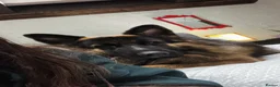 German Shepherd dogs for sale: 5 male polish german shepherds in Hartlepool - Advert 15