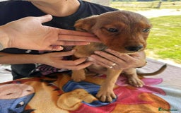 Mixed Breed dogs for adoption: Chase for adoption - Image 6