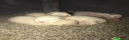 Siamese cats for sale: Purebred Siamese Kittens in Solihull - Advert 8