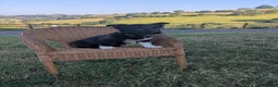 Mixed Breed dogs for sale: Welsh Corgi x Collie puppies - Advert 9