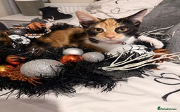 British Shorthair cats for sale: Playful Kitten  - Image 3