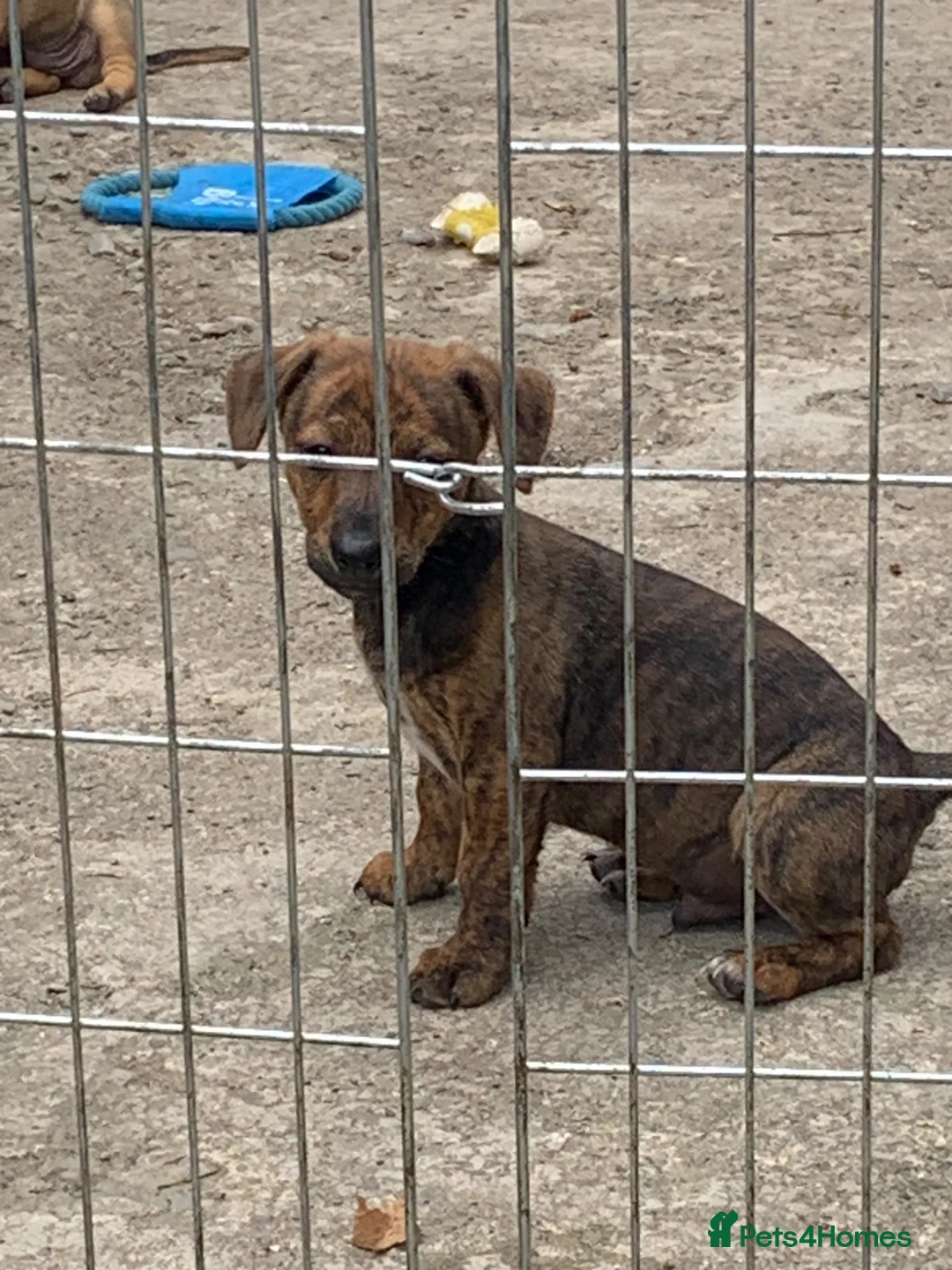 Jack Russell dogs for sale: Jack Russell in Shildon - Advert 2