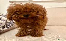 Toy Poodle dogs for sale: Miniature toy poodle boy  - Image 2
