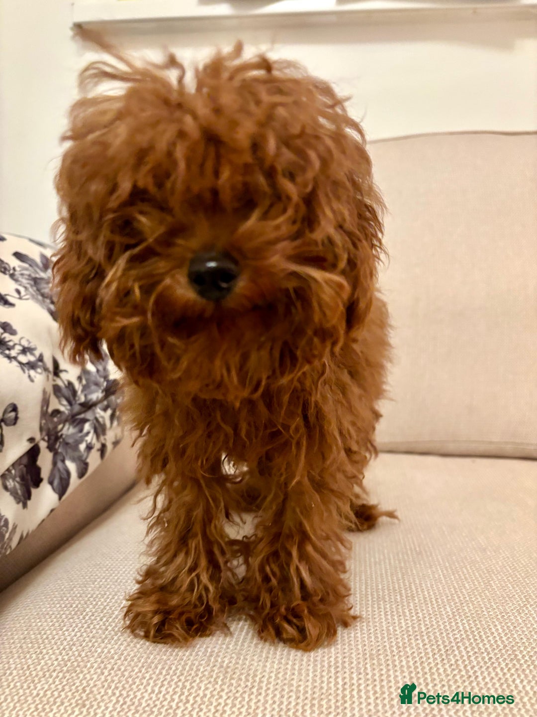 Toy Poodle dogs for sale: Miniature toy poodle boy  - Image 2