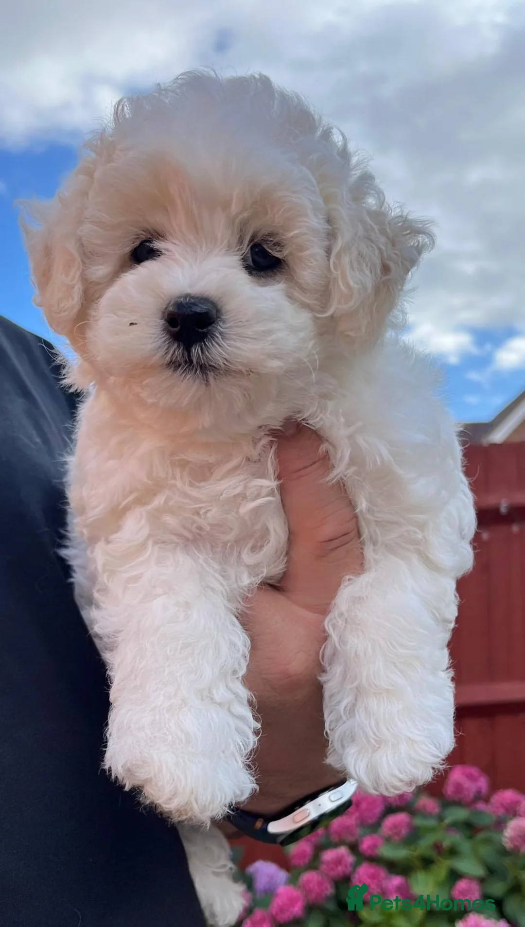 Bichon Frise dogs for sale: KC Bichon Frise ready to go - Advert 2