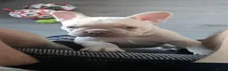 French Bulldog dogs for sale: ⭐️KC Reg⭐️Isabella & tan/liliac fawn ❤️ 🐾 - Advert 26
