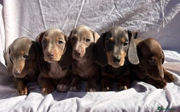 Dachshund dogs for sale: READY NOW MIX MINI DAXIS KC REG PRA CLR - Image 2