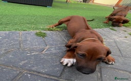 Rhodesian Ridgeback dogs for sale: VIEWINGS WELCOME NOW KC Registered Ridgeback Pups  - Image 23