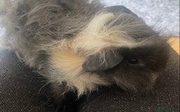 Guinea Pig rodents for sale: 3 month old Lunkarya black and cream male in Beckenham - Image 3