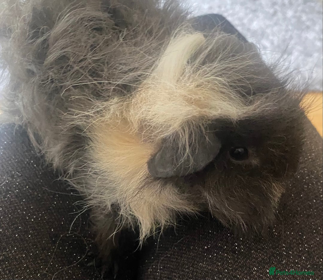Guinea Pig rodents for sale: 3 month old Lunkarya black and cream male in Beckenham - Image 3