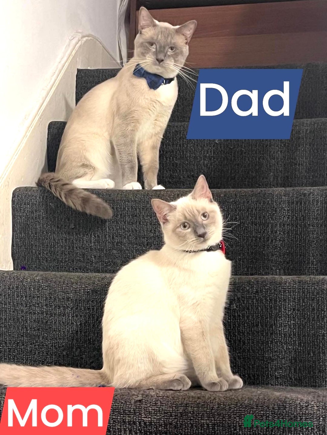 Ragdoll cats for sale: Adorable kittens Ragdoll for sale  - Image 18