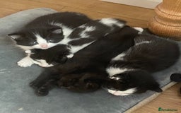 British Longhair cats for sale: British Longhair x domestic black white kittens - Image 15