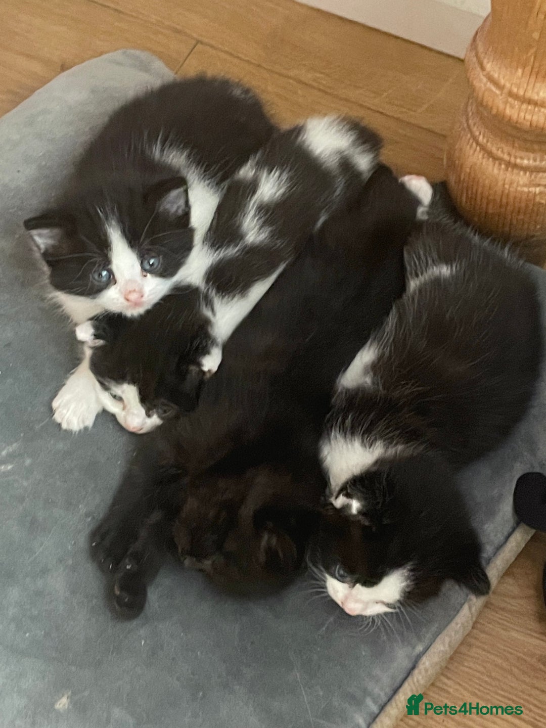 British Longhair cats for sale: British Longhair x domestic black white kittens - Image 15