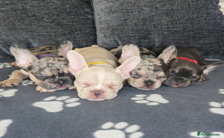 French Bulldog dogs - Advert 3