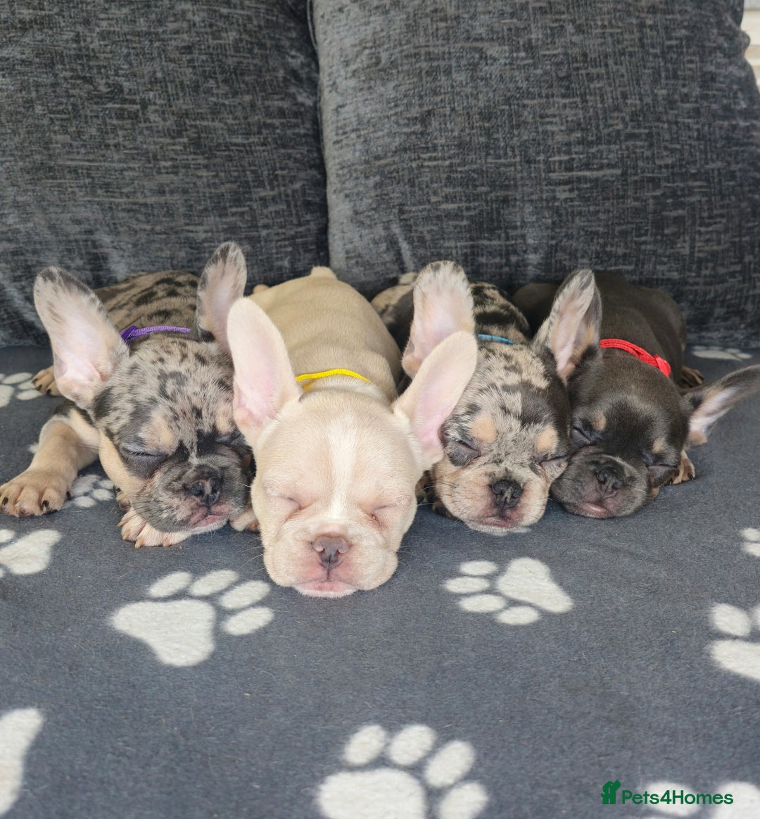 French Bulldog dogs for sale: 3 beautiful french bulldogs left - Image 1