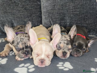 French Bulldog dogs - Advert 21