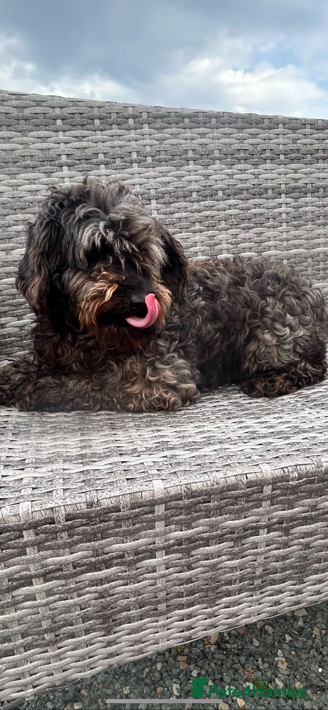 Cockapoo dogs for sale: Cockpit f2  - Image 2