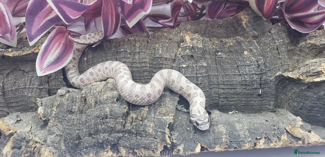 Snake reptiles for sale: Baby western hognoses from £200  - Advert 9