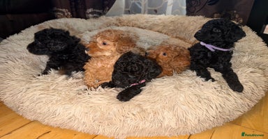 Toy Poodle dogs - Advert 15