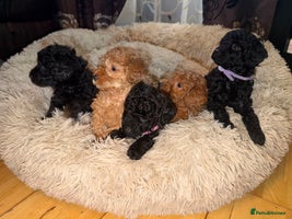 Toy Poodle dogs - Advert 2