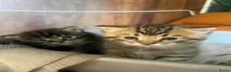 Mixed Breed cats for sale: Beautiful bonded pair of kittens (boy and girl) in Oldbury - Advert 3