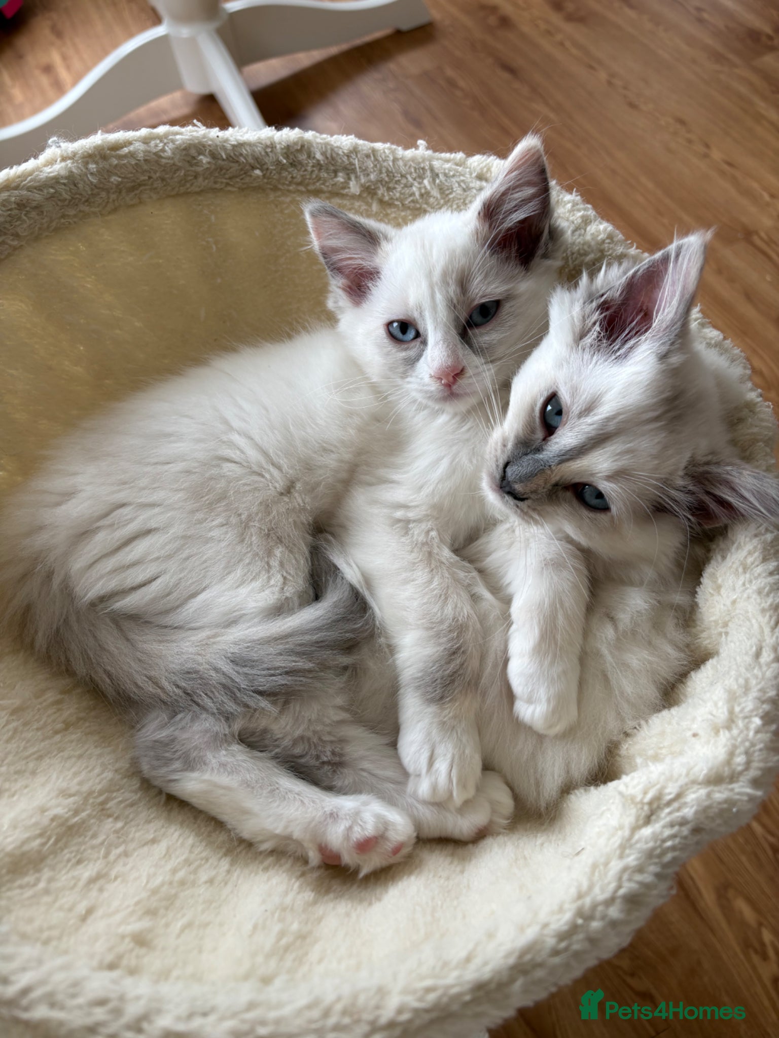 Ragdoll cats (Ready Now!) 2 beautiful ragdoll kittens left  - Advert 14
