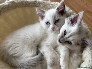Ragdoll cats (Ready Now!) 2 beautiful ragdoll kittens left - Advert 2